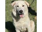 Adopt Clarence Worley 24-02-141 a Great Pyrenees