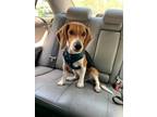 Adopt GUEST POST - Max a Beagle