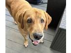 Adopt Oliver a Labrador Retriever