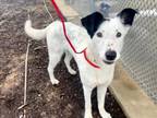 Adopt JIMMY a Border Collie, Mixed Breed
