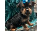 Yorkshire Terrier Puppy for sale in Merrillville, IN, USA