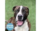 Adopt Squish a American Staffordshire Terrier