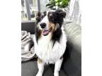 Adopt Jameson a Shetland Sheepdog / Sheltie