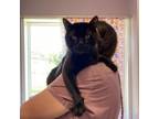 Adopt Kong a Domestic Short Hair