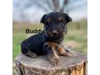 Buddy