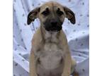 Adopt Cumin a Mixed Breed