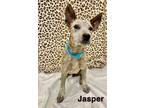 Adopt JASPER a Australian Cattle Dog / Blue Heeler