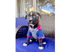 Adopt ARCHER a Black Labrador Retriever