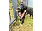 Adopt ROMEO a Black Labrador Retriever