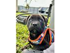 Adopt CUPID a Black Labrador Retriever