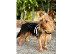 Adopt SHADOW a Yorkshire Terrier