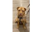 Adopt Arnold (Arnie) Sharpenegger a Labrador Retriever, Shar-Pei