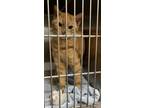 Adopt George (of the asphalt jungle) a Tabby, Domestic Short Hair