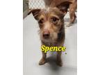 Adopt Spence a Wirehaired Terrier