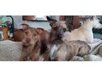 Adopt Stew a Wirehaired Terrier