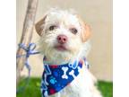 Adopt BISCUIT a Cairn Terrier
