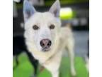 Adopt Maverick a Husky