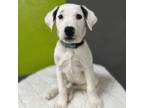 Adopt Scout a Labrador Retriever, Mixed Breed