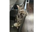 Adopt Rio a Domestic Short Hair, Tabby