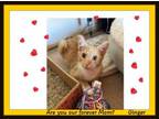 Adopt Ginger - bonded with Paws - Is it playtime? a Domestic Short Hair