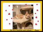 Adopt Paws - bonded with Ginger - Tell me a story, plz. a Domestic Short Hair