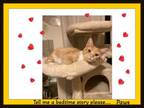 Adopt Paws - bonded with Ginger a Domestic Short Hair