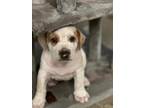 Adopt Male puppy a Labrador Retriever, Beagle
