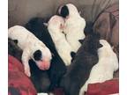 Adopt Pittie Puppies a American Staffordshire Terrier