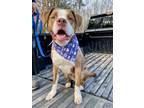 Adopt Dexter a Pit Bull Terrier