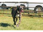 Adopt Reuger aka Roo Roo (Foster) a Plott Hound