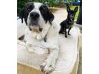Adopt Philip a Great Pyrenees, Treeing Walker Coonhound