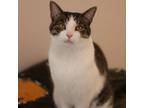 Adopt Tippy a Domestic Short Hair, Tabby