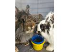 Adopt The Falcon and Valkerie (male/female) bonded pair a Lionhead, English Spot