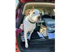 Adopt Axle a Pit Bull Terrier