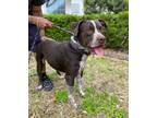 Adopt Hershey a German Shorthaired Pointer, Pit Bull Terrier