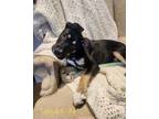 Adopt Leonard a Mixed Breed