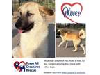 Adopt Oliver a Anatolian Shepherd