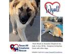 Adopt Wyatt B a Anatolian Shepherd