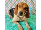 Adopt MERLE a Beagle