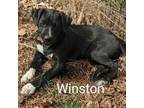 Adopt WINSTON a Labrador Retriever