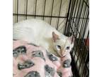 Adopt Tanner a Siamese