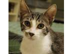 Adopt Tommy a American Shorthair, Tabby