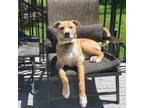 Adopt Christopher Robin a Mixed Breed