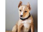 Adopt Christopher Robin a Mixed Breed