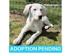 Adopt Titan a Dalmatian, Hound