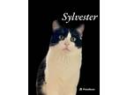 Adopt Sylvester a Domestic Short Hair