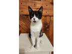 Adopt Butters a Domestic Short Hair