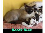 Adopt Bogey a Siamese