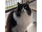 Adopt Sweetie a Domestic Long Hair