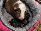 Adopt Peppa's Family a Guinea Pig